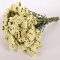 云南勿忘我干花花束买一斤送一斤满天星干花客厅摆件花束真花|黄色勿忘我 买一斤送一斤
