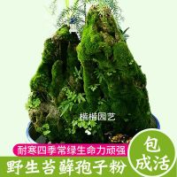 上水石吸水石盆景盆栽青苔苔藓种子孢子粉微景观鲜活植物种籽铺面