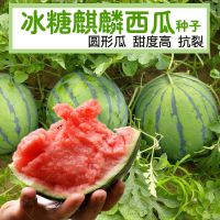 8424高产西瓜种子种籽无籽冰糖麒麟甜王水果蔬菜大小四季高产薄皮