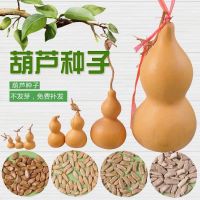 手捻大中小葫芦种子葫芦籽阳台观赏葫芦种盆栽草李金文玩