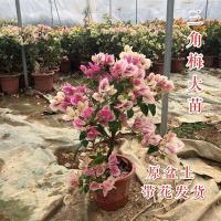 三角梅盆栽带花发货多色重瓣三角梅四季开花爬藤潮州红三角梅勤花