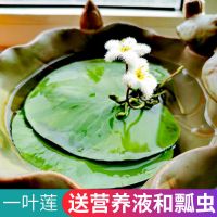 一叶莲水培植物带花苞一片莲碗莲睡室内水养水莲四季浮萍鱼缸水池