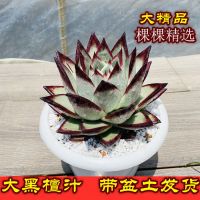 黑檀汁乌木 多肉植物黑边黑檀汁乌木多肉盆栽云南发货