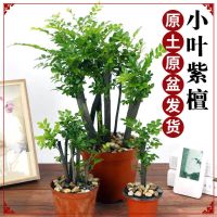 小叶紫檀盆景花卉盆栽办公室植物黑骨茶树桩四季常青耐寒绿植