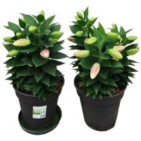 香水百合花种球种子带芽耐寒新鲜花卉绿植四季盆栽室内外水仙花苗