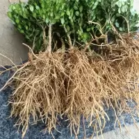 小叶皱皮雀舌黄杨龙鳞黑珍珠黄杨 两年苗,盆栽地栽,耐寒耐冻