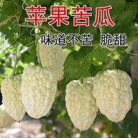 苹果苦瓜种子甘甜水果苦瓜种子苹果苦瓜种子蔬菜种子