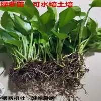 水培绿萝苗盆栽花卉室内甲醛绿箩盆栽净化空气四季常青植物