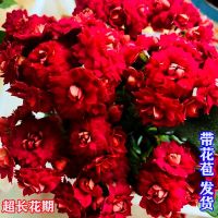 长寿花盆栽巴黎重瓣长寿花带花苞四季花卉室内花卉绿植鲜花植物