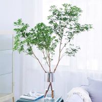 马醉木水培植物鲜切吊钟枝条室内装饰绿植花卉买一发二