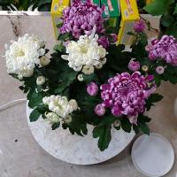 耐寒四季菊花苗龙爪菊带花苞盆栽室内外庭院阳台植物花卉九月菊花