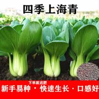 秋冬上海青种子蔬菜籽青菜种子四季播菜种白菜种籽阳台室内外盆栽