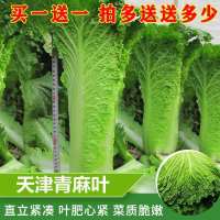 天津青麻叶直筒形白菜种子秋季绿大青麻叶大白菜四季播蔬菜种籽