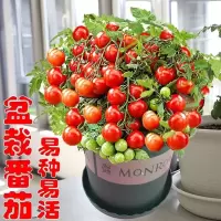 矮生盆栽番茄种子小西红柿圣女果农家阳台水果蔬菜种子易活四季播