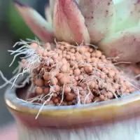 多肉土活力土度夏活力土盆栽土易生无虫无菌防黑腐
