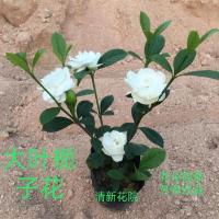 栀子花盆栽大叶重瓣牡丹栀子花四季开花栀子花苗带花苞发浓香型