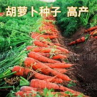 高产红胡萝卜种子农家甜水果萝卜种籽夏秋庭院大田种植蔬菜种子