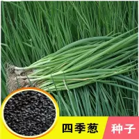 小葱种子四季小香葱种子葱种子四季葱种子蔬菜种子阳台盆栽