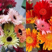 基地直发山东基地玫瑰花束花真花鲜花非洲菊鲜花速递礼物|随机发太阳花非洲菊16支➕4防损