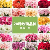 基地直发山东基地玫瑰花束花真花鲜花非洲菊鲜花速递礼物|随机1-2色玫瑰16支送4支防损耗