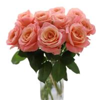 基地直发山东基地玫瑰花束花真花鲜花非洲菊鲜花速递礼物|香妃18+2枝防损耗
