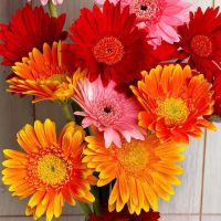 基地直发山东基地玫瑰花束花真花鲜花非洲菊鲜花速递礼物|混搭非洲菊16+送4枝防损