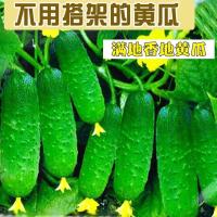 水果黄瓜种子节节瓜小黄瓜地栽春阳台盆栽农家蔬菜种子四季播