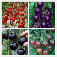 四季播种樱桃番茄种子圣女果小番茄 阳台盆栽西红柿蔬菜水果种子