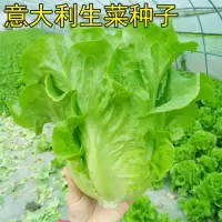 甜脆生菜 脆嫩爽口生吃生菜种籽盆栽大田农家蔬菜种子