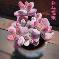 乒乓娘多头老桩香味达摩娘精灵豆多头群生室内办公室花卉盆栽