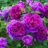 洛阳牡丹花种子大花重瓣花卉籽绿植物盆栽室内外庭院栽种芍药种子