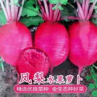 凤梨红心水果萝卜种子心里美萝卜种籽满堂红春秋夏季四季播蔬菜籽