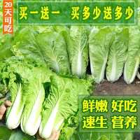 20天四季速生耐热耐抽苔白菜种子快菜种子大小白菜蔬菜大田杂交种