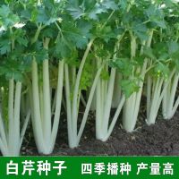 白芹菜种籽四川白杆芹菜白梗芹菜春夏秋冬四季阳台盆栽蔬菜种孑子