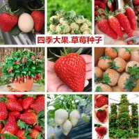 四季奶油草莓种子 新品大白草莓种籽爬藤草莓阳台盆栽水果种子