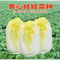 四季金娃娃菜种子 蔬菜种子 生长快 品质佳 菜籽春夏秋四季播种
