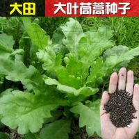 大叶茼蒿种子皇菜春夏秋冬盆栽阳台四季耐寒高产农家青蔬菜种子