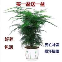 文竹买一盆送一盆包活好养防发树绿萝室内绿植花卉盆栽