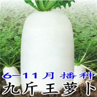 秋季夏季播大白萝卜种子大九斤王迟萝卜青萝卜白玉萝卜种子菜籽