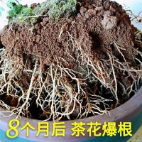 可以吃的土壤花土营养土通用育苗种植土营养花泥土种花卉有机肥料