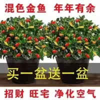 金鱼花吊兰耐寒耐热植物办公室内客厅花卉吸甲醛好养易活绿植盆栽