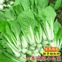 四季早熟奶油小白菜种子 阳台庭院种菜籽种易种蔬菜籽 菜种子