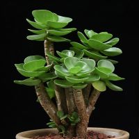 带盆带土金钱木老桩多肉植物发树花卉肉肉植物绿植盆栽室内好养