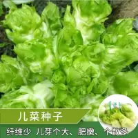 儿菜种子早熟四川产四季播宝宝菜娃娃菜抱子芥菜秋季蔬菜种子