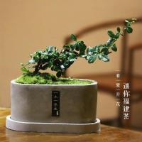 建茶提悬崖临水抱附石盆景办公桌迷你开花拇指盆栽