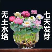 7天发芽无土水培碗莲花种子水植物睡莲荷花盆栽四季花卉