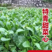 四季甜菜心种子四季油青菜心种籽农家大田庭院种植阳台盆栽蔬菜孑