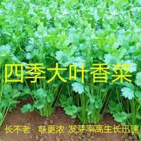四季香菜大叶小叶芫荽阳台种菜耐寒耐热夏季蔬菜盆栽种籽孑大