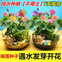 睡莲碗莲荷花水培花种子室内无土栽培四季种植盆栽