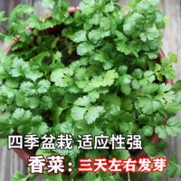 四季香菜种子大叶香菜种籽阳台种菜盆栽农家春季庭院芫荽蔬菜种孑